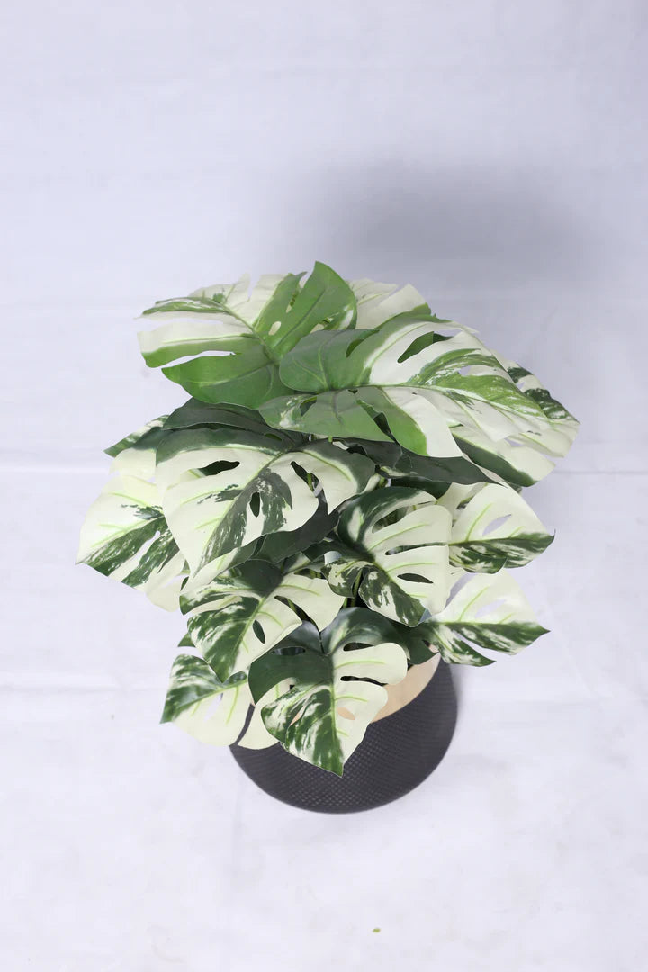 18 Monstera Leaf Plant