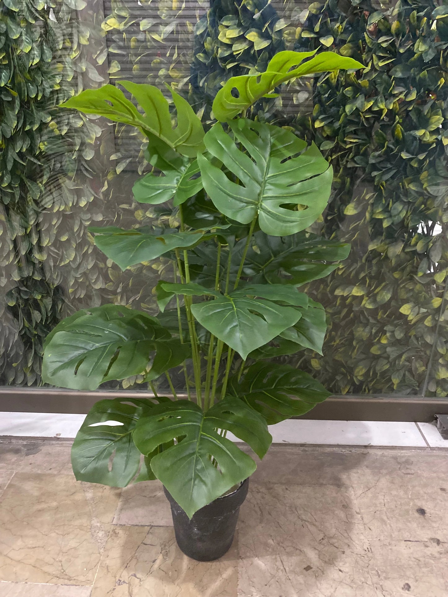 18 Monstera Leaf Plant